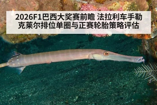 2026F1巴西大奖赛前瞻 法拉利车手勒克莱尔排位单圈与正赛轮胎策略评估 - FIFA World Cup 2026